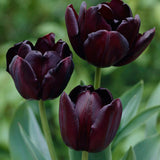Tulip 'Queen of Night'
