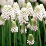 Muscari 'White Magic'