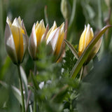 Tulip 'Tarda'