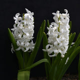 Hyacinth 'White Pearl'