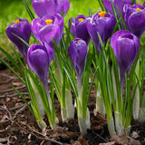 Crokus 'Remembrance'