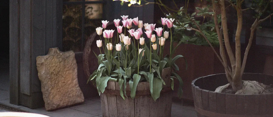 How To Guide for Planting Tulips in Pots