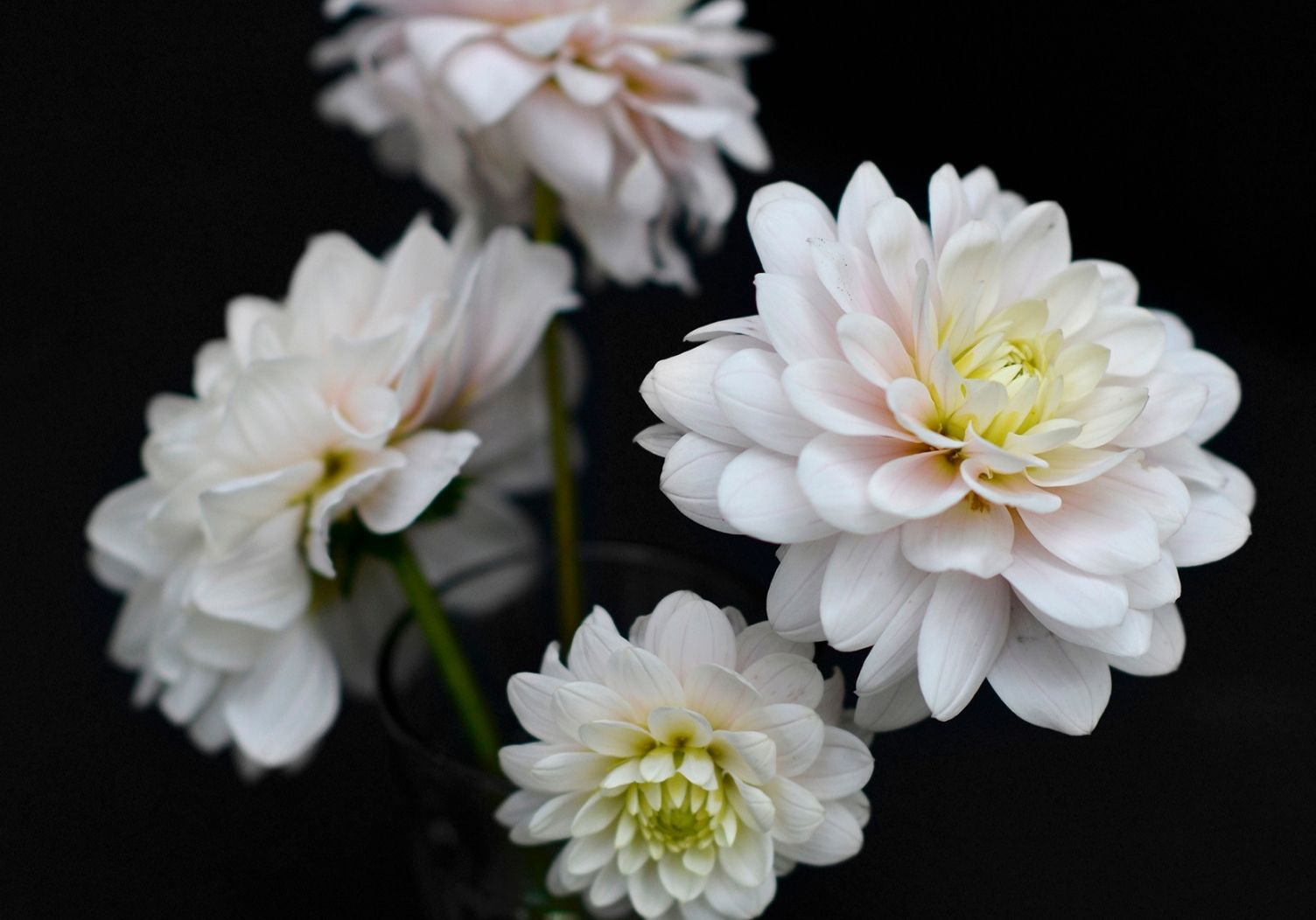 Dahlia in pink colors