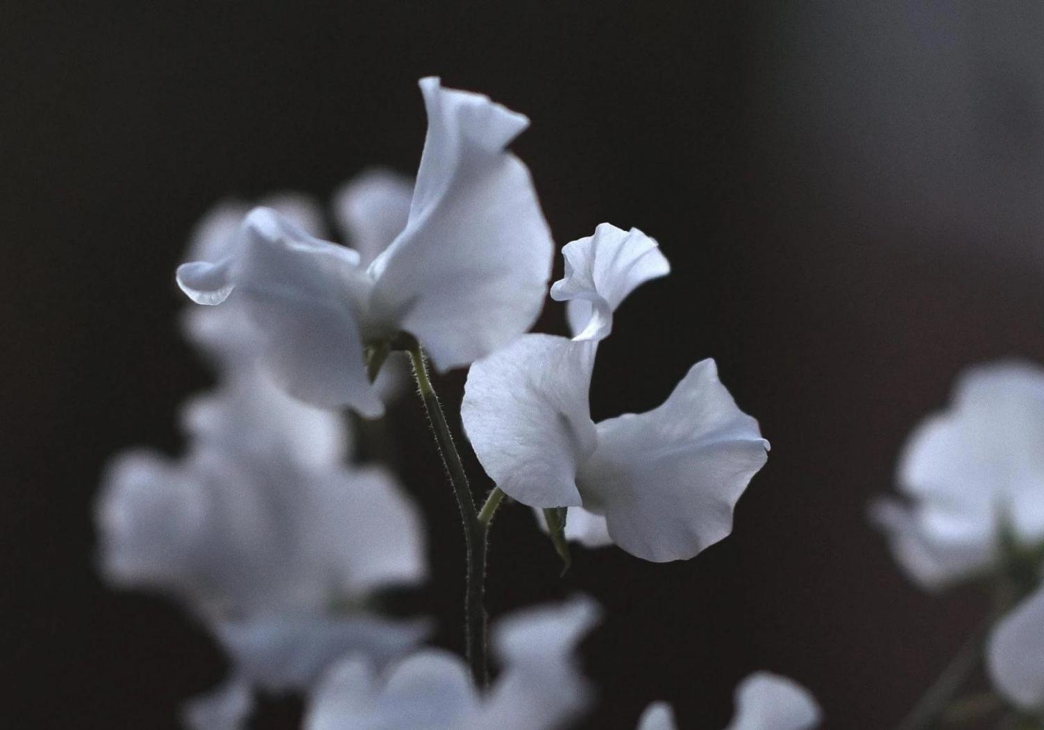 Sweet Pea Growing Guide