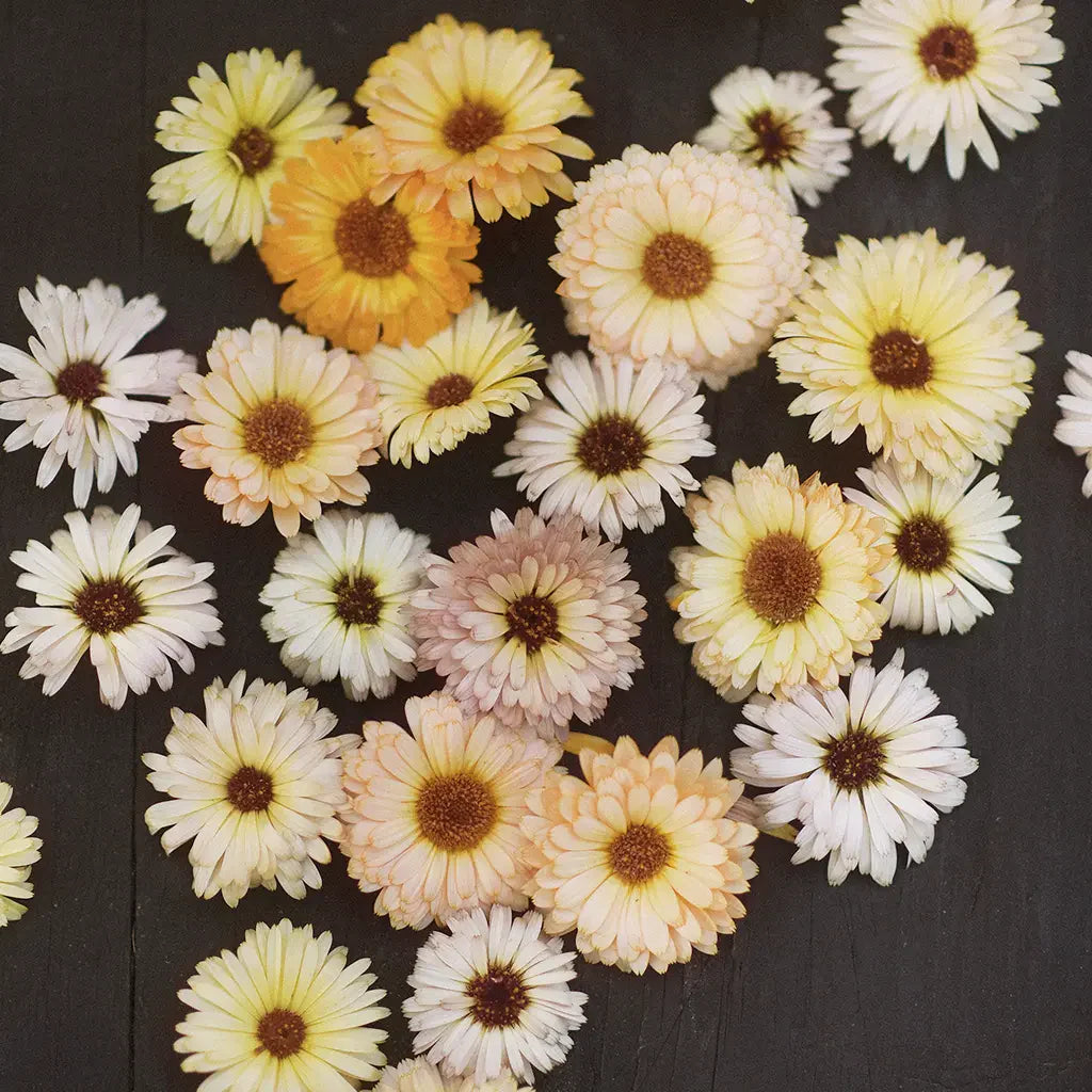 marigold