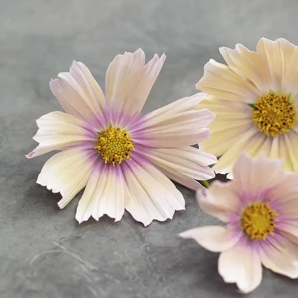 Rosy cress