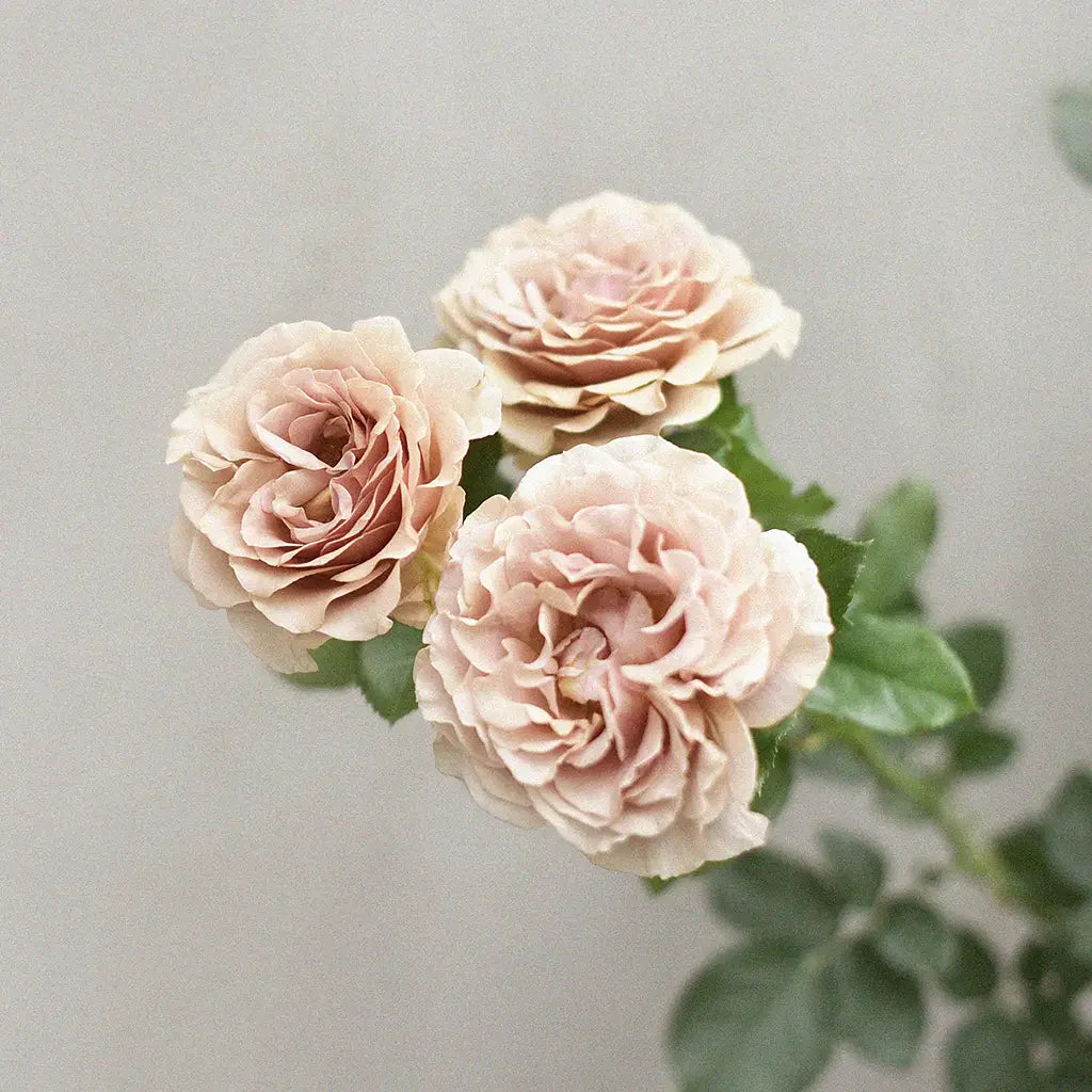 Roses bare root for planting in your garden