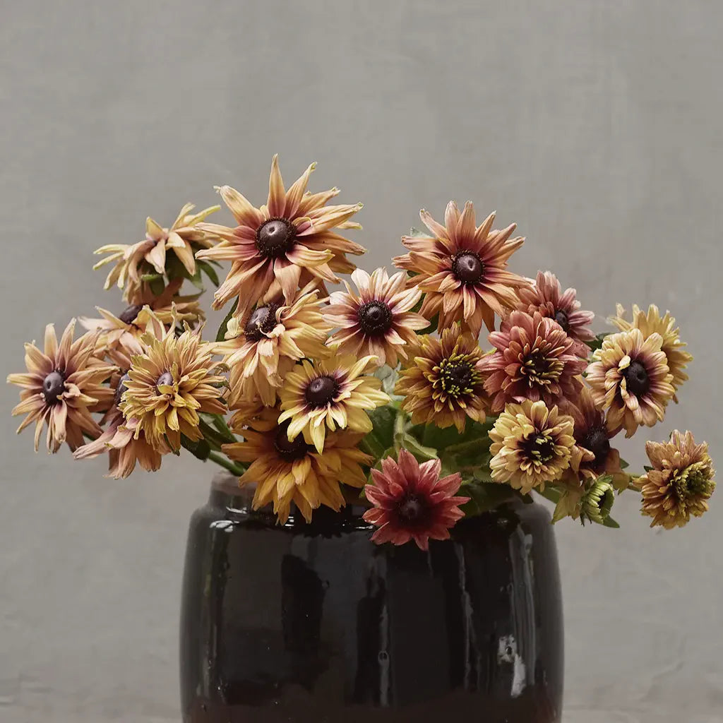 Rudbeckia