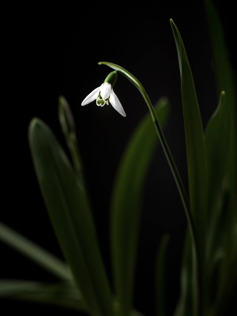Snowdrops (Galanthus)