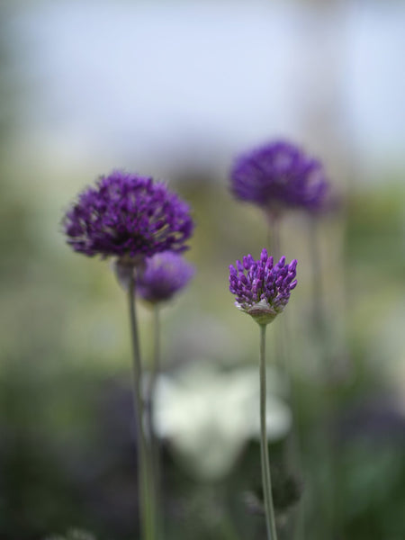 ［新品］SLOTHREAT Allium Allium senescens – Pépinière Jasmin