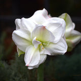 Amaryllis 'White Amadeus'