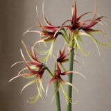 Amaryllis bulb 'Chicco'