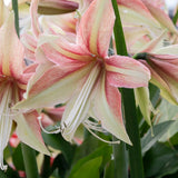 Amaryllis bulb 'Dance Valley'