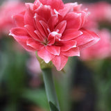 Amaryllis bulb 'Double Dream'