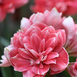 Amaryllis bulb 'Double Dream'