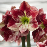 Amaryllis bulb 'Flamenco Queen'