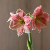 Amaryllis bulb 'Teracotta'