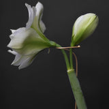 Amaryllis Support 'Mässing'