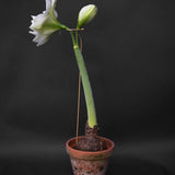 Amaryllis Support 'Mässing'