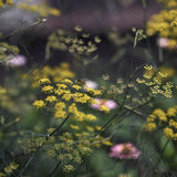 Dill 'Vierling'