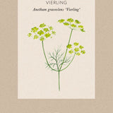Dill 'Vierling'