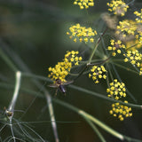 Dill 'Vierling'