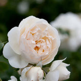 Modern shrub rose 'CLAIRE AUSTIN' Bare-root
