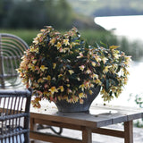 Begonia SUMMERWINGS™ 'Vanilla Elegance'