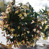 Begonia SUMMERWINGS™ 'Vanilla Elegance'