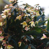 Begonia SUMMERWINGS™ 'Vanilla Elegance'