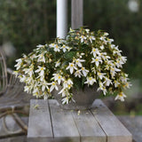 Begonia 'Santa Barbara'
