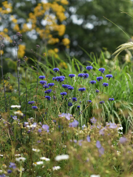Blomstermix_NorthernLights_680