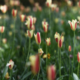 Tulip ‘Chrysantha’
