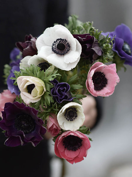 Anemone Bukettanemon-De-Caen-