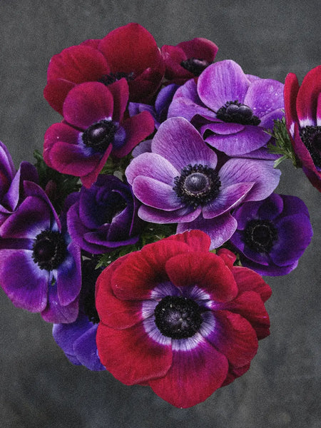 Anemone'Grape' – Zetas Garden - Online Store