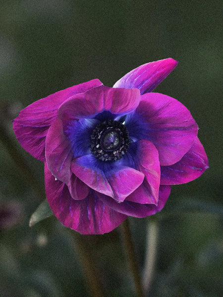Anemone Anemone 'Magenta' – Zetas Garden - Online Store