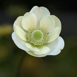Anemone 'The Bride'