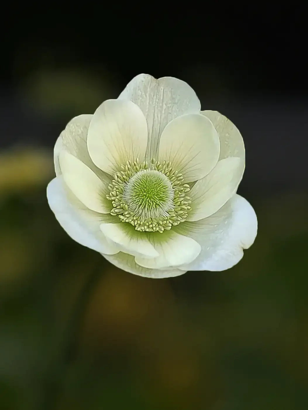 anemone様　オーダー　ダイヤモンドアート　8-31 Anemone 'The Bride' – Zetas Garden - Online Store