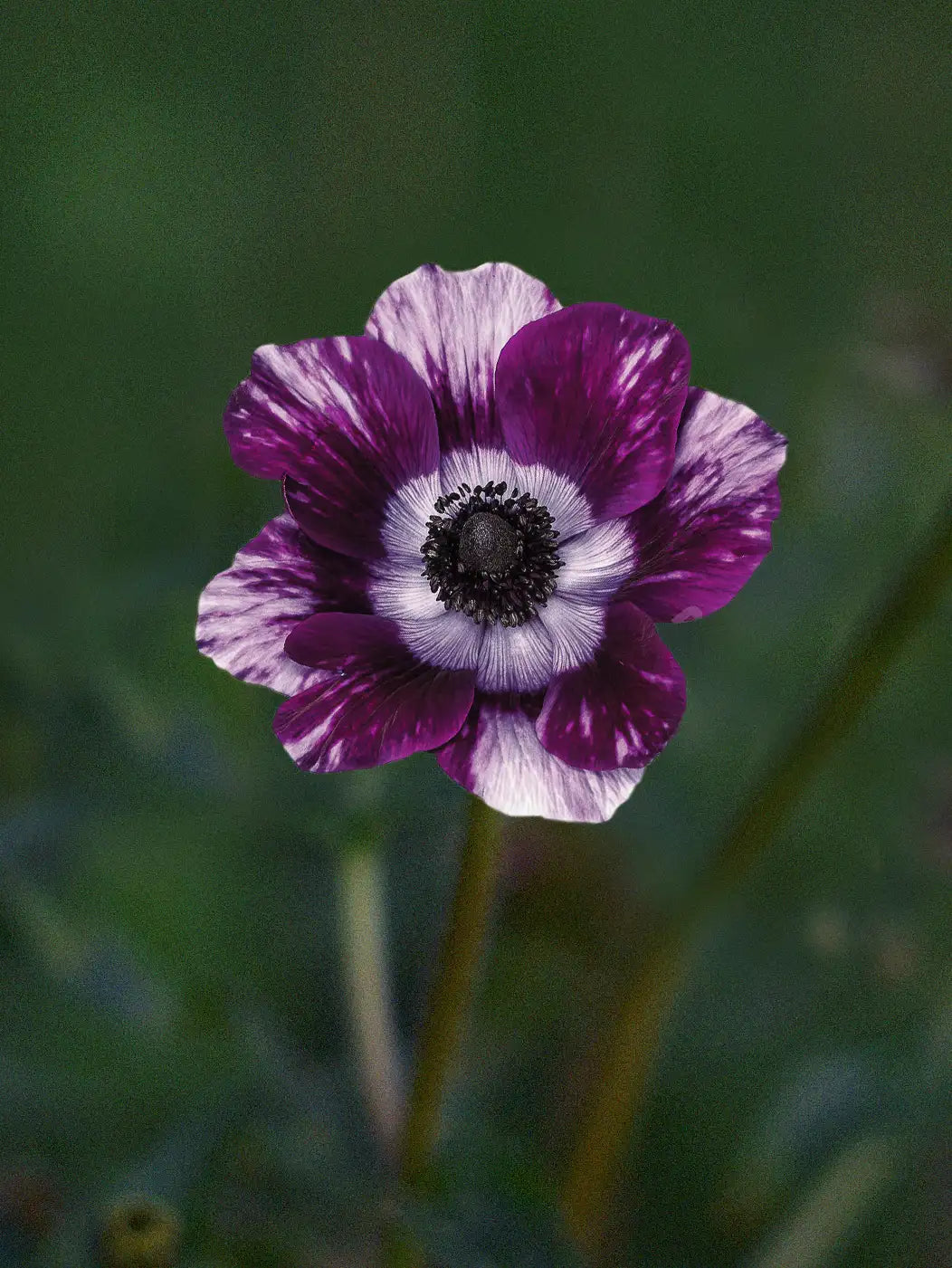 Anemone 'Tigre Wine' – Zetas Garden - Online Store