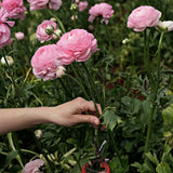 Bouquet Ranunculus Picotee 'Rooze'