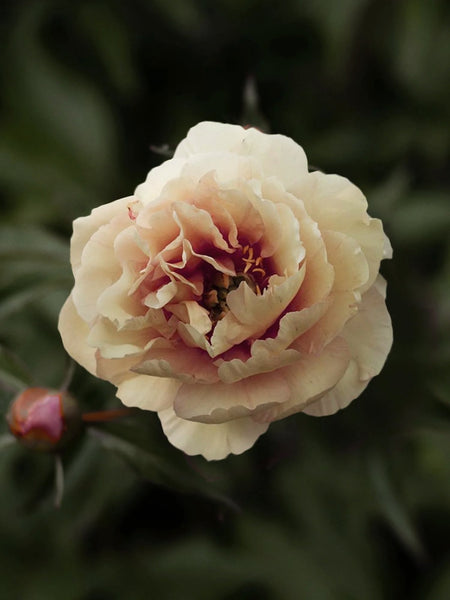Peony (Itoh) 'Canary Brilliants' – Bare Root – Zetas Garden