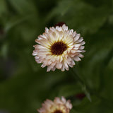 Ringblomma 'Orange Flash'