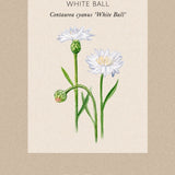 Corn flower 'White Ball'