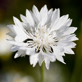 Corn flower 'White Ball'