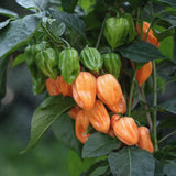 Chilipeppar 'Habanero Golden'