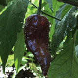 Chilipeppar 'Naga Black'