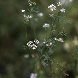 Coriander