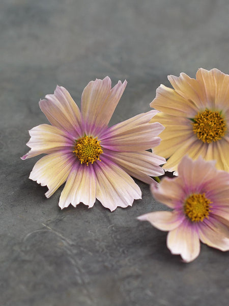 Cosmos 'Apricot Lemonade' – Zetas Garden - Online Store