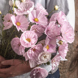 Cosmos 'Cupcake Blush'