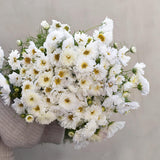 Cosmos 'Double Click Snow Puff'